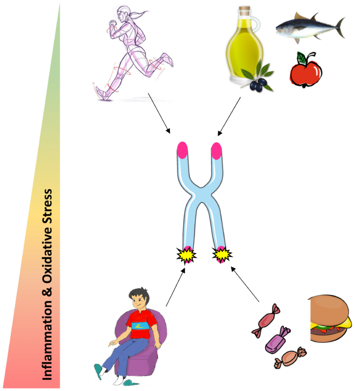 Telomeres