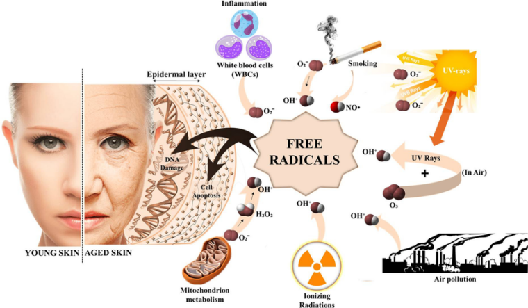 free radicals