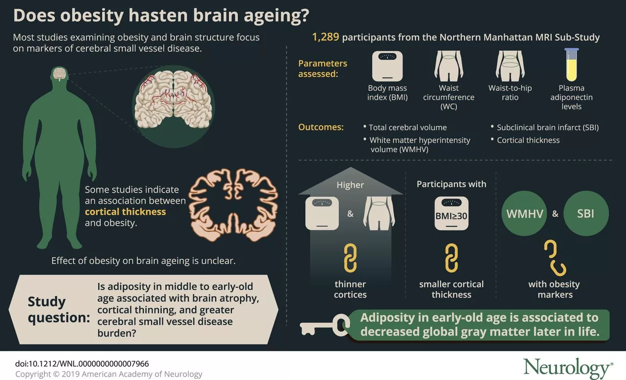 The Risks of a Body Fat Index Above 26.2: How to Protect Brain Health