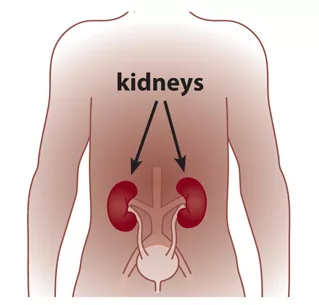 kidney 