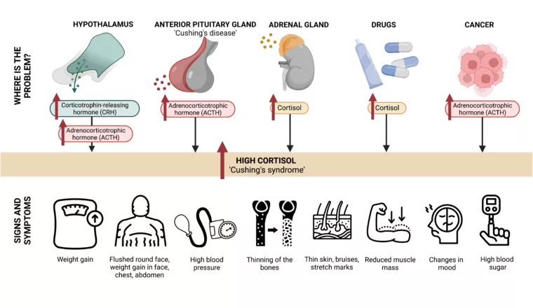  Cortisol 